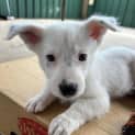 Photo of Kimber