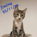 Photo of Disney Kittens