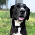 Photo of Indi ~ Kelpie X Catahoula, 6yo Girl