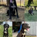 Photo of Indi ~ Kelpie X Catahoula, 6yo Girl