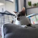 Photo of Ren