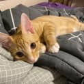 Photo of Clyde