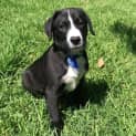 Photo of Cody 15 Wk Border Collie X Kelpie X (Trial)