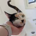 Photo of Tinsel