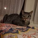 Photo of Willow