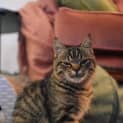 Photo of Patsu