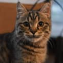 Photo of Patsu