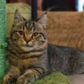 Photo of Patsu