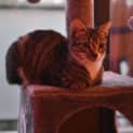 Photo of Panko