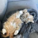 Photo of Chester