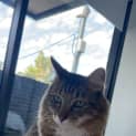 Photo of Chester
