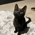 Photo of Ivy