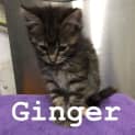 Photo of Ginger