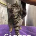 Photo of Ginger