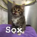 Photo of Sox