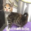 Photo of Marmalade