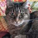 Photo of Minka