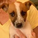 Photo of Honey