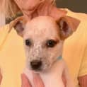 Photo of Spud