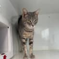 Photo of Kitty