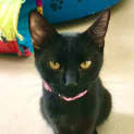 Photo of C1166 Tracey