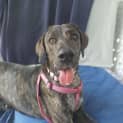 Photo of Honey