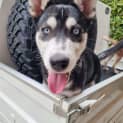 Photo of Nova
