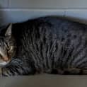 Photo of Odin