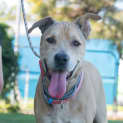 Photo of Loki