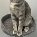 Photo of Artemis