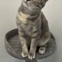 Photo of Artemis
