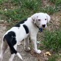 Photo of Sunny 4 Month Old Border Collie X (Trial)