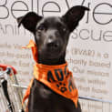 Photo of Molly
