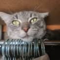 Photo of Smokey