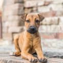 Photo of Zya
