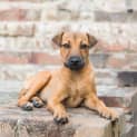 Photo of Zya