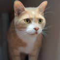 Photo of Nacho