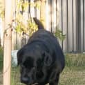 Photo of Shadow Pembleton