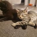 Photo of Kovu