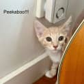 Photo of Pumpkin