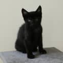 Photo of Midnight