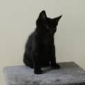 Photo of Midnight