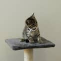 Photo of Sabre
