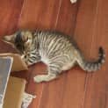Photo of Sabre