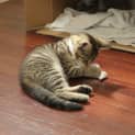 Photo of Sabre