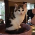 Photo of Luna (Was Bonzi )