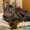 Photo of Cleo