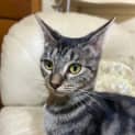 Photo of Cleo