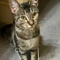 Photo of Cleo