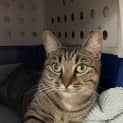 Photo of Lulu
